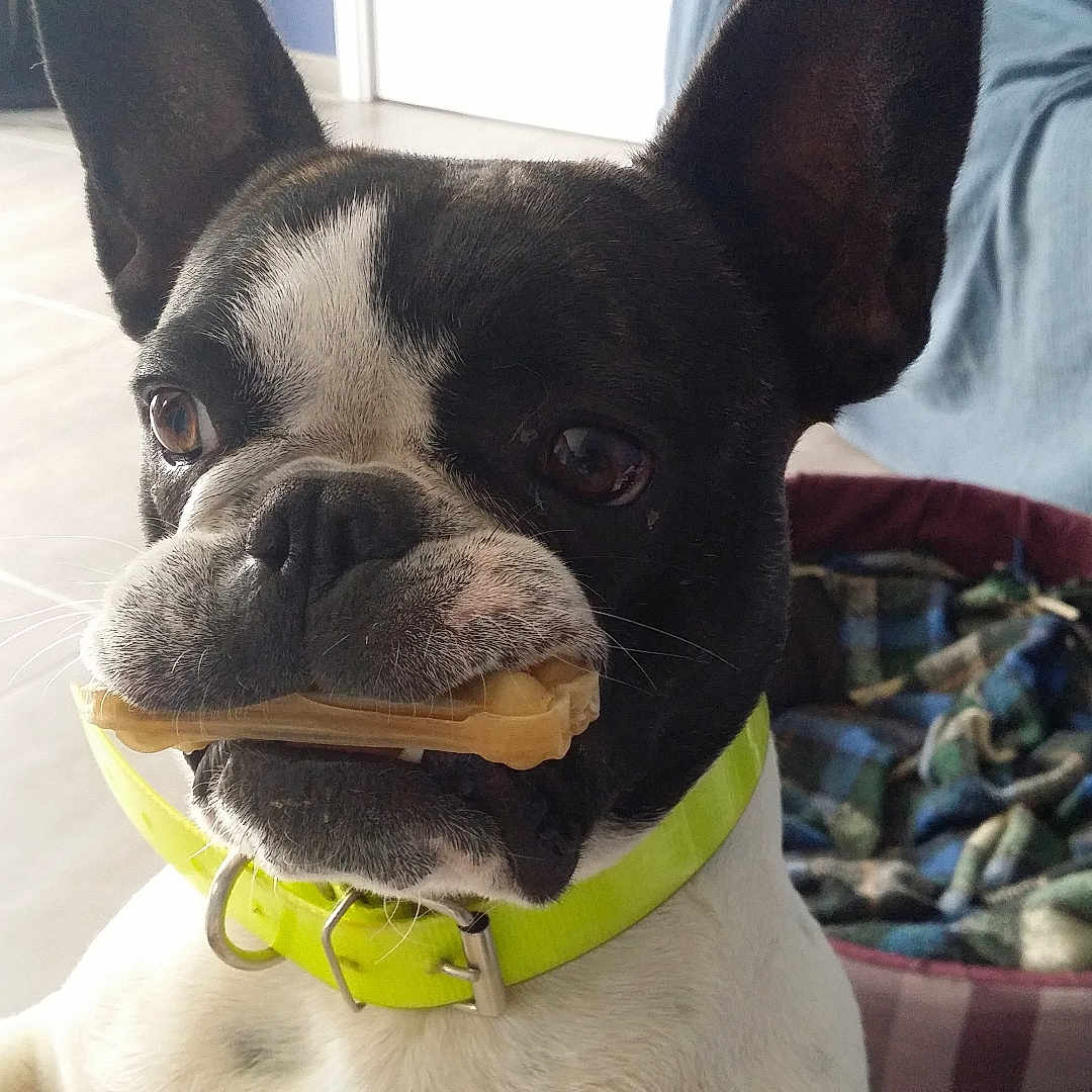 Darkos a rejoint le concours — aidez-le/la à gagner de superbes lots ! animal, bed, blanket, bone, canine, closeup, collar, companion, curious, cute, dog, domestic, ears, floor, french_bulldog, indoor, pet, playful, tile, toy