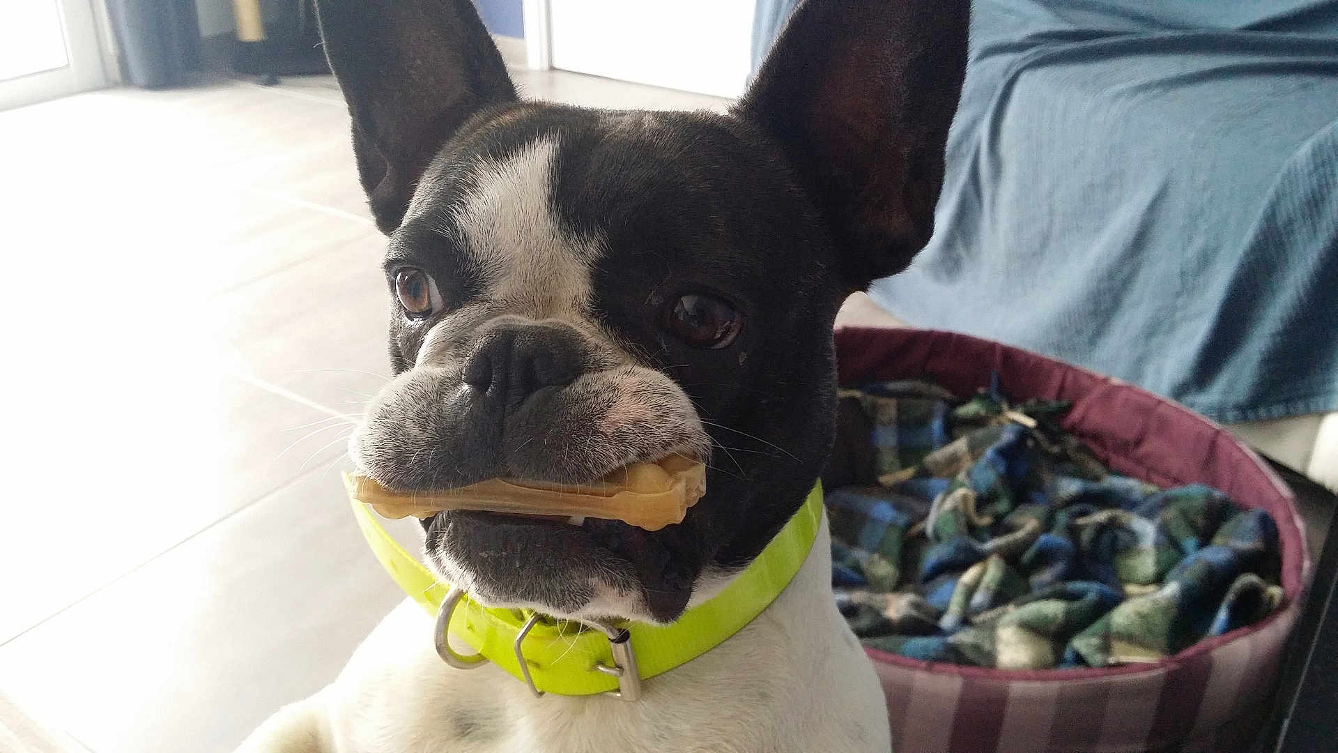 Darkos a rejoint le concours — aidez-le/la à gagner de superbes lots ! dog, french_bulldog, pet, indoor, toy, bone, collar, bed, blanket, floor, tile, curious, ears, closeup, animal, companion, canine, domestic, cute, playful
