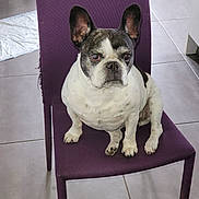 Darkos participe au concours pour gagner de l'argent avec cette photo : french_bulldog, dog, pet, indoor, chair, purple_chair, tile_floor, animal, sitting, looking, ears_up, white_spots, black_spots, household, floor, domestic, canine, companion, portrait, cute