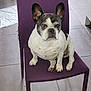 french_bulldog, dog, pet, indoor, chair, purple_chair, tile_floor, animal, sitting, looking, ears_up, white_spots, black_spots, household, floor, domestic, canine, companion, portrait, cute