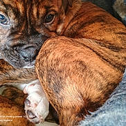 Thor Theo Hopkins is registered to the contest to win money with this photo: animal, blanket, brindle, canine, close_up, companion, cozy, cute, dog, fur, indoors, paw, pet, portrait, puppy, resting, sleepy, snuggling, soft_texture, young_dog