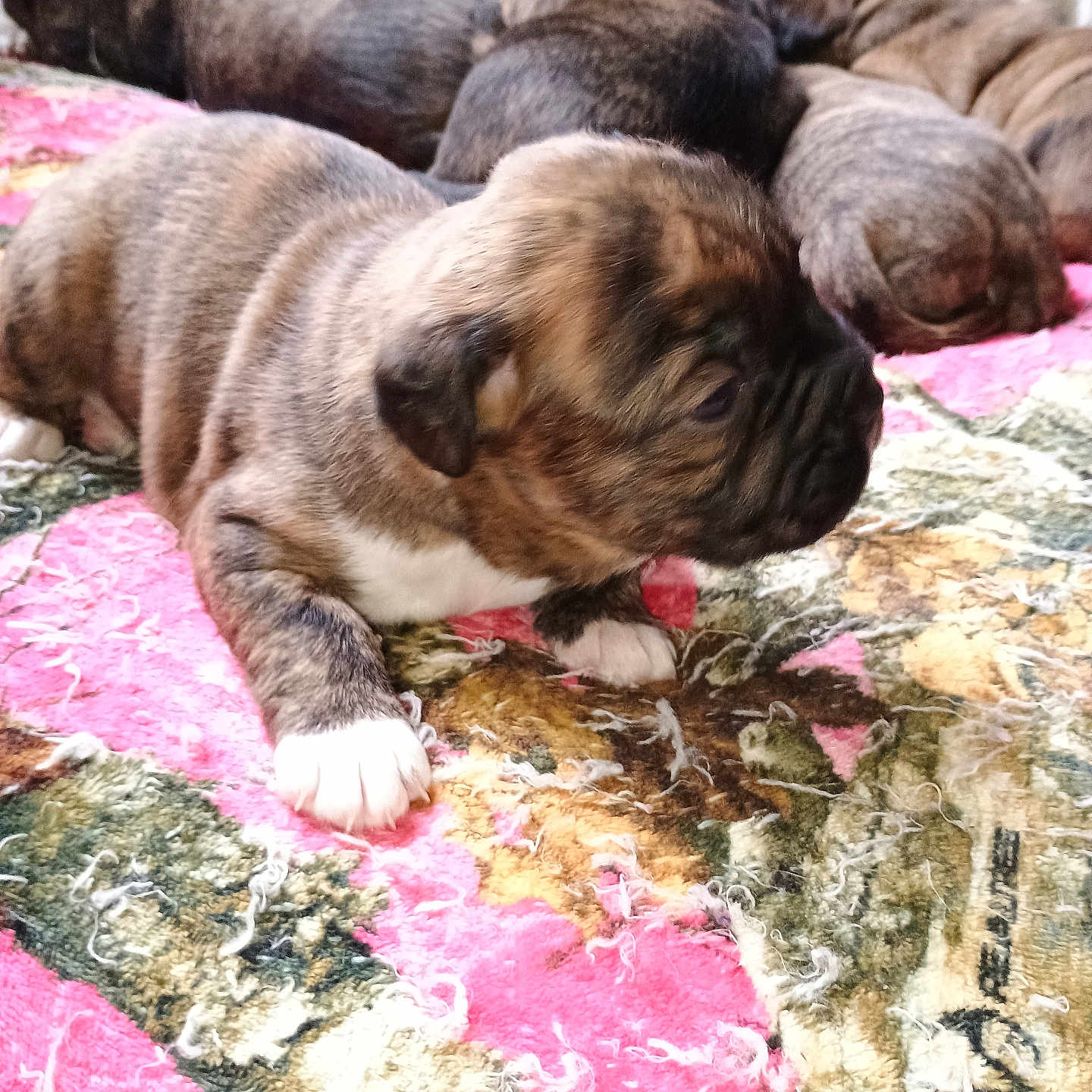 Thor Theo Hopkins joined the competition — help win amazing prizes! adorable, animal, blanket, brown, close_up, colorful, cute, dog, fur, group, indoor, lying_down, multiple_animals, pet, puppy, resting, sleeping, texture, white_paws, young