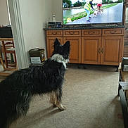 Sanson participe au concours pour gagner de l'argent avec cette photo : black_and_white_dog, canal, carpet, curious, dog, furniture, grass, home, indoor, leash, living_room, outdoor_scene, path, person, relaxation, screen, shoes, television, watching, wooden_cabinet