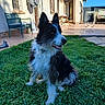 Sanson a rejoint le concours — aidez-le/la à gagner de superbes lots ! alert, animal, backyard, bench, black_and_white, blue_sky, collar, dog, door, fence, fur, grass, happy, house, outdoor, patio, pet, sitting, sunny, table