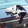 animal, black_and_white, car, cat, cute, domestic_animal, feline, lying_down, outdoor, pet, peugeot, reflection, relaxed, resting, shiny_surface, sleepy, tail, trunk, vehicle, whiskers
