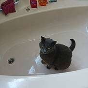 Eclair Et Rideley a rejoint le concours — aidez-le/la à gagner de superbes lots ! cat, bathtub, bathroom, shampoo, soap, razor, drain, gray_cat, pet, indoor, curious, sitting, clean, yellow_eyes, tile, towel, personal_care, animal, fur, domestic