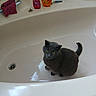 animal, bathroom, bathtub, cat, clean, curious, domestic, drain, fur, gray_cat, indoor, personal_care, pet, razor, shampoo, sitting, soap, tile, towel, yellow_eyes