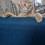 Anna Et Capucine a rejoint le concours — aidez-le/la à gagner de superbes lots ! cat, orange_tabby, pet, feline, animal, indoor, couch, blue_fabric, paw, relaxed, living_room, window, natural_light, fur, whiskers, ears, claws, household, cozy, domestic
