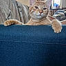 animal, blue_fabric, cat, claws, couch, cozy, domestic, ears, feline, fur, household, indoor, living_room, natural_light, orange_tabby, paw, pet, relaxed, whiskers, window