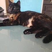Smooky a rejoint le concours — aidez-le/la à gagner de superbes lots ! animal, black, brown, calm, cat, chair, cozy, domestic, feline, fur, home, household, indoor, paw, pet, relaxed, resting, table, tortoiseshell, white