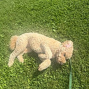 Bashy is registered to the contest to win money with this photo: dog, curly_fur, leash, grass, outdoor, sunlight, pet, canine, greenery, relaxing, summer, nature, animal, fur, resting, playing, backyard, daylight, cute, companion