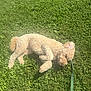 dog, curly_fur, leash, grass, outdoor, sunlight, pet, canine, greenery, relaxing, summer, nature, animal, fur, resting, playing, backyard, daylight, cute, companion