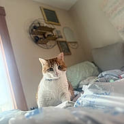 Tuli joined the competition — help win amazing prizes! cat, orange_and_white, indoor, bed, blanket, window_light, shelf, decor, furniture, cozy, pet, animal, cute, whiskers, ears, fur, domestic, relaxed, home, curious