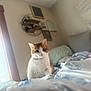 cat, orange_and_white, indoor, bed, blanket, window_light, shelf, decor, furniture, cozy, pet, animal, cute, whiskers, ears, fur, domestic, relaxed, home, curious