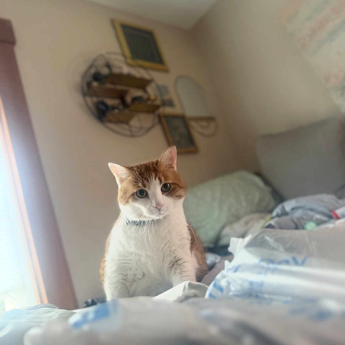 Tuli joined the competition — help win amazing prizes! animal, bed, blanket, cat, cozy, curious, cute, decor, domestic, ears, fur, furniture, home, indoor, orange_and_white, pet, relaxed, shelf, whiskers, window_light