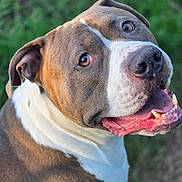 Jarvis is registered to the contest to win money with this photo: dog, canine, pet, smiling, tongue, grass, outdoor, nature, fur, brown, white, ears, eyes, happy, closeup, portrait, animal, friendly, cute, muzzle