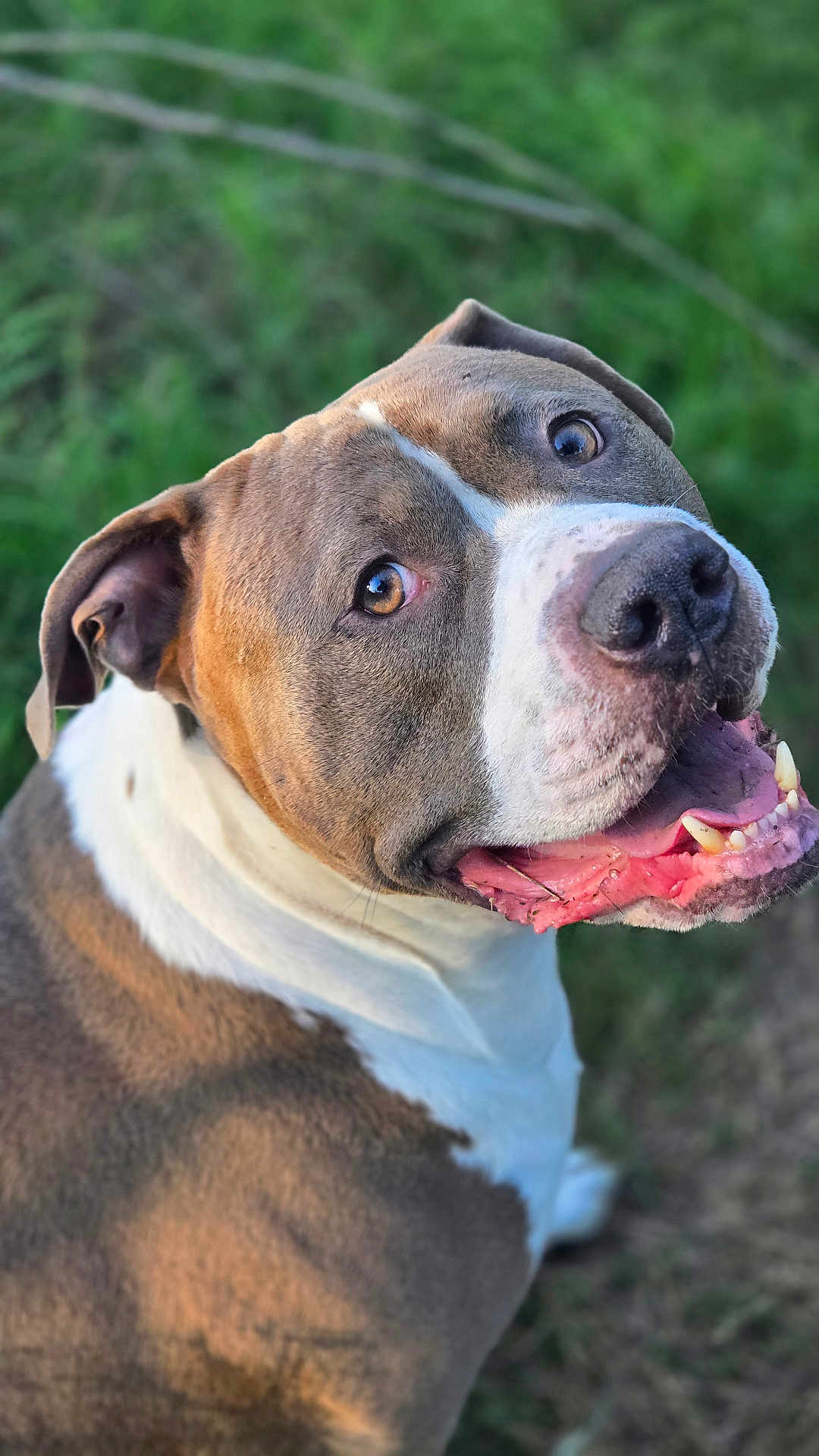 Jarvis is registered to the contest to win money with this photo: dog, canine, pet, smiling, tongue, grass, outdoor, nature, fur, brown, white, ears, eyes, happy, closeup, portrait, animal, friendly, cute, muzzle