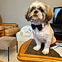 dog, shih_tzu, bow_tie, small_dog, pet, wooden_table, living_room, sofa, ottoman, tv_screen, kid_chair, floor_tile, groomed, paws, portrait, indoor, cute, white_brown_fur, furniture, tabletop