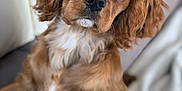 Newton a rejoint le concours — aidez-le/la à gagner de superbes lots ! puppy, dog, brown, cute, pet, portrait, close_up, indoors, couch, blanket, fur, animal, canine, young, looking, eyes, soft_light, face, ears, nose