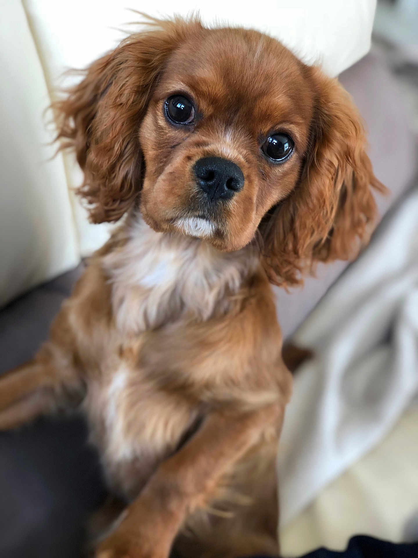 Newton a rejoint le concours — aidez-le/la à gagner de superbes lots ! puppy, dog, brown, cute, pet, portrait, close_up, indoors, couch, blanket, fur, animal, canine, young, looking, eyes, soft_light, face, ears, nose