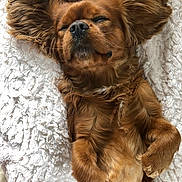 Newton participe au concours pour gagner de l'argent avec cette photo : dog, brown, fluffy, sleeping, ears, pet, animal, fur, cute, lying_down, blanket, cozy, relaxed, paw, indoor, closeup, mammal, resting, adorable, companion