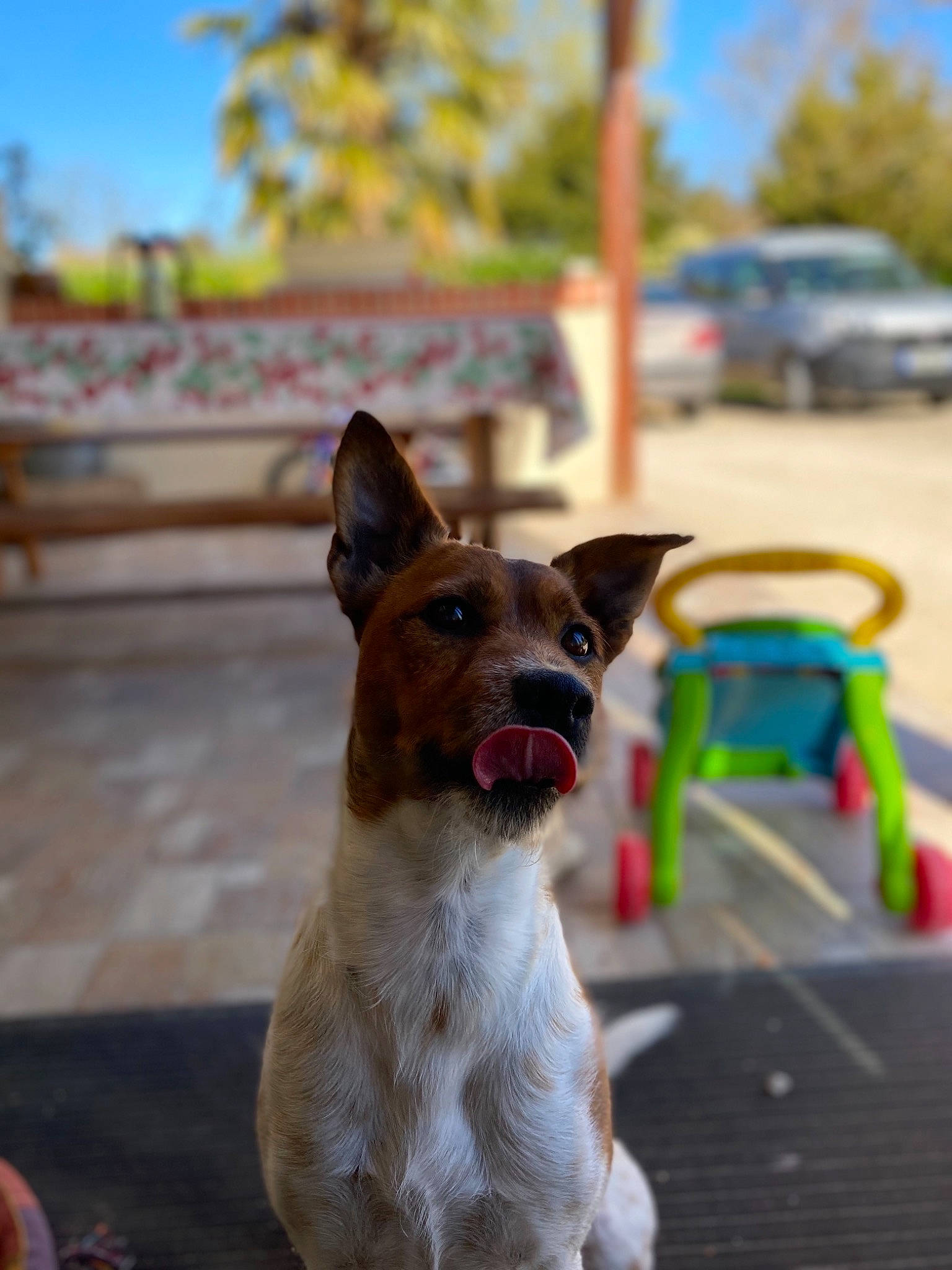 Bounty participe au concours pour gagner de l'argent avec cette photo : canidae, carnivore, companion_dog, dog, dog_breed, fawn, puppy, rare_breed_dog, snout, sporting_group, street_dog, working_dog