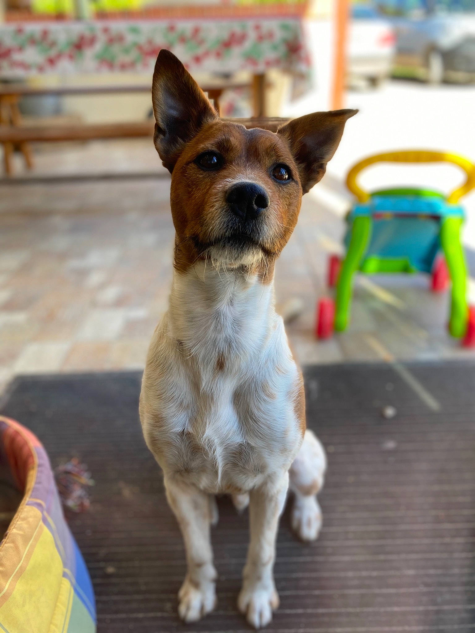 Bounty a rejoint le concours — aidez-le/la à gagner de superbes lots ! ancient_dog_breeds, australian_cattle_dog, canidae, carnivore, companion_dog, dog, dog_breed, fawn, feist, formosan_mountain_dog, mammal, puppy, rare_breed_dog, rat_terrier, russell_terrier, snout, street_dog, teddy_roosevelt_terrier, tenterfield_terrier, vertebrate