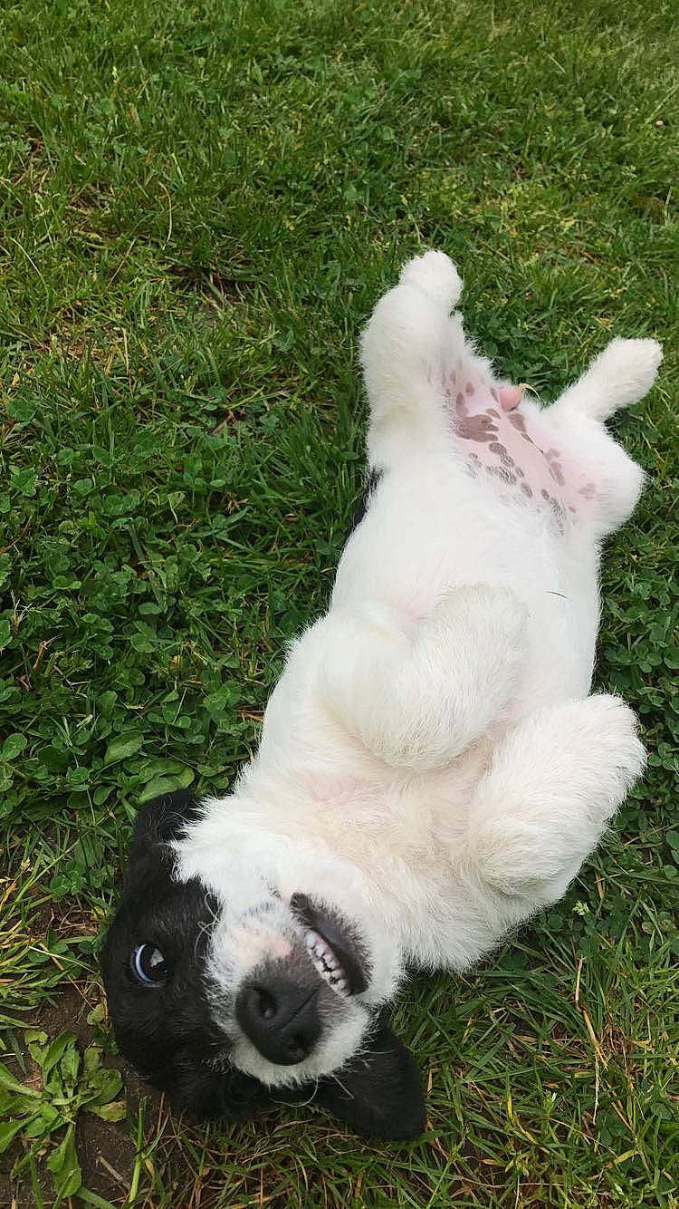 Blondie a rejoint le concours — aidez-le/la à gagner de superbes lots ! canidae, carnivore, companion_dog, dog, dog_breed, livestock_guardian_dog, mammal, puppy, sporting_group, tornjak, vertebrate