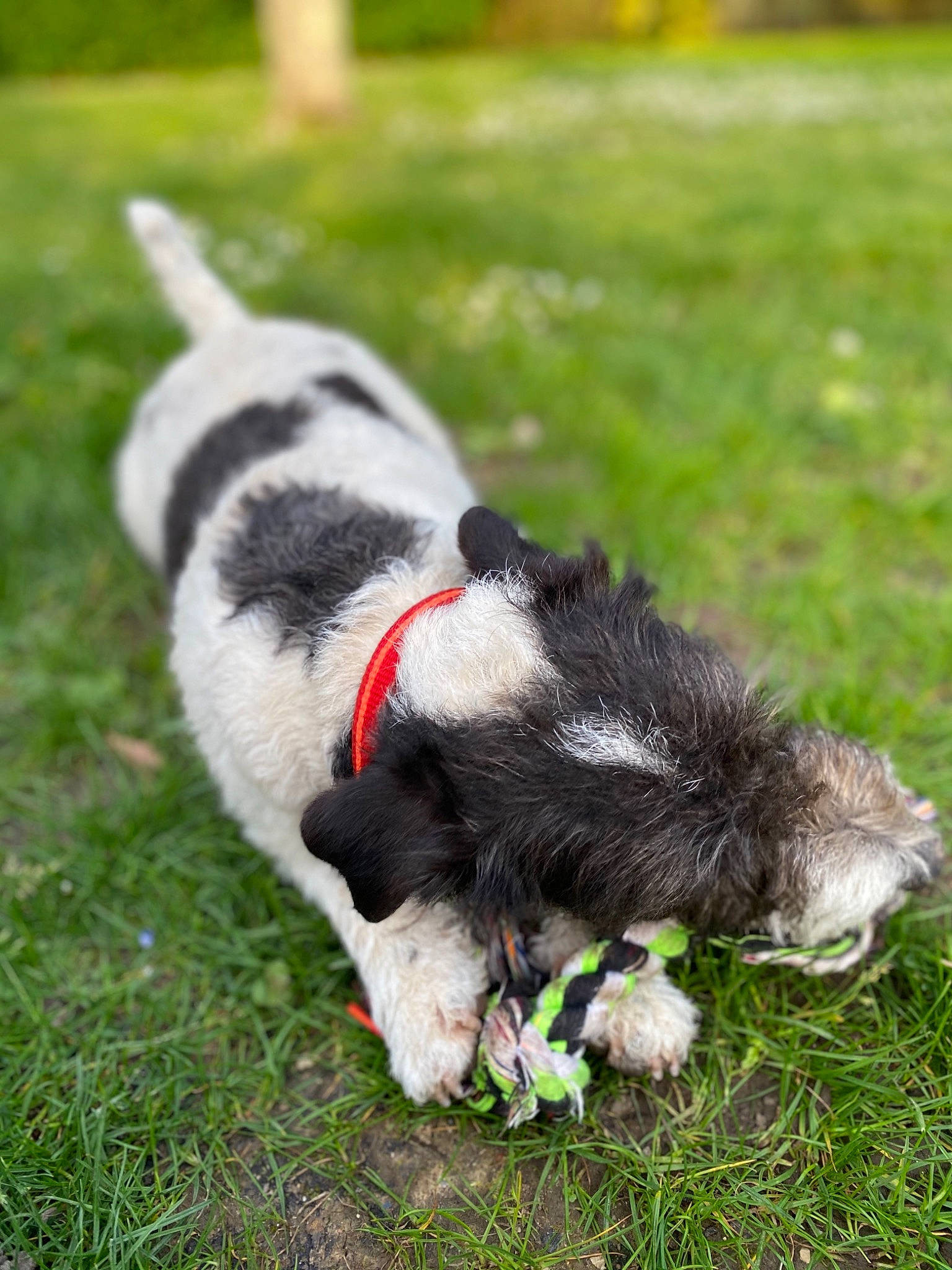 Blondie a rejoint le concours — aidez-le/la à gagner de superbes lots ! canidae, carnivore, dog, dog_breed, grass, mammal, petit_basset_griffon_vendeen, puppy, sporting_group, stabyhoun, tail, terrier, vertebrate