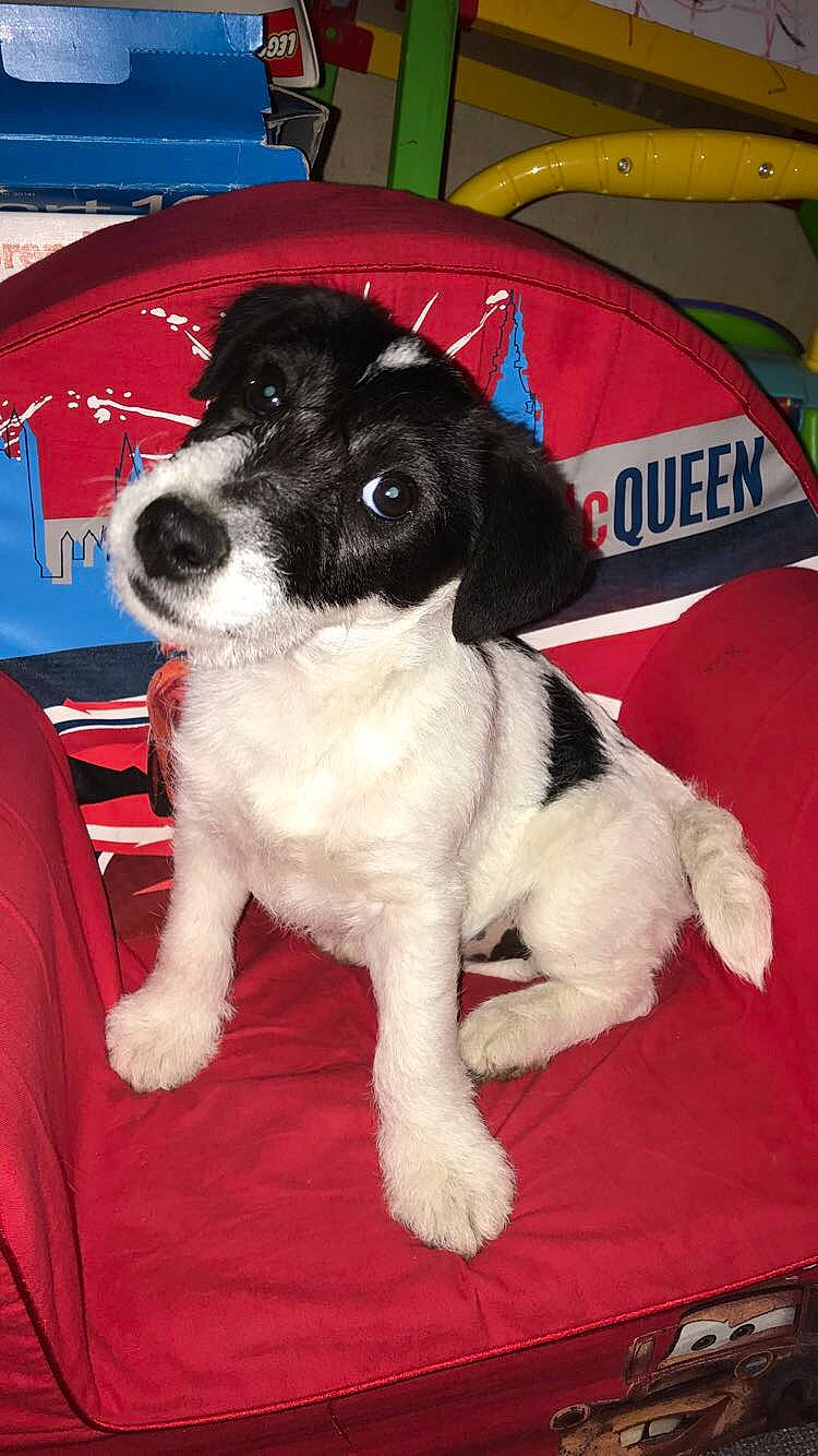 Blondie participe au concours pour gagner de l'argent avec cette photo : canidae, carnivore, companion_dog, dog, dog_breed, fox_terrier, mammal, puppy, rare_breed_dog, smooth_fox_terrier, snout, sporting_group, stabyhoun, vertebrate