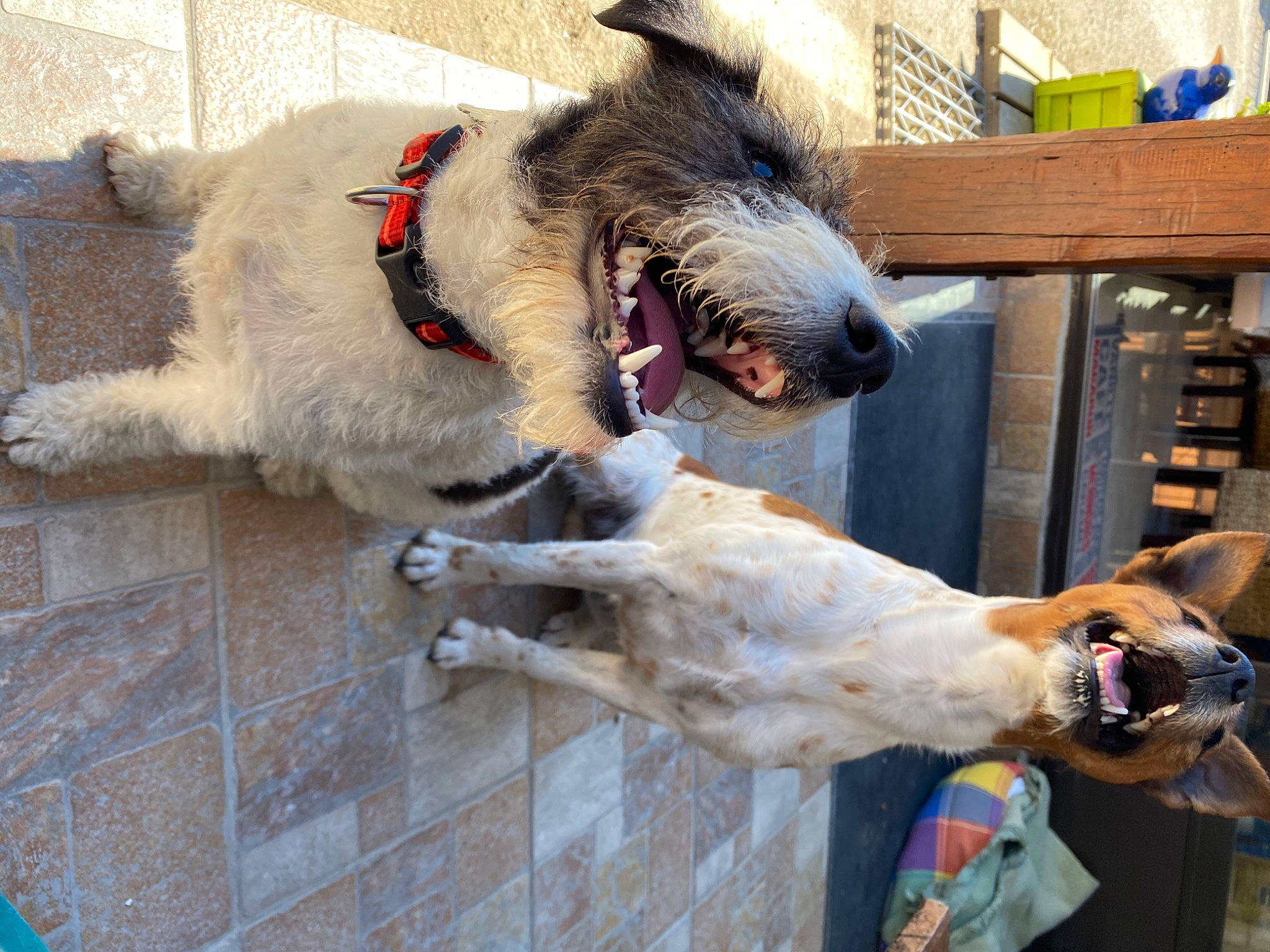 Mes Chiens participe au concours pour gagner de l'argent avec cette photo : american_staghound, borzoi, canidae, carnivore, dog, dog_breed, fox_terrier, irish_wolfhound, mammal, silken_windhound, sporting_group, vertebrate