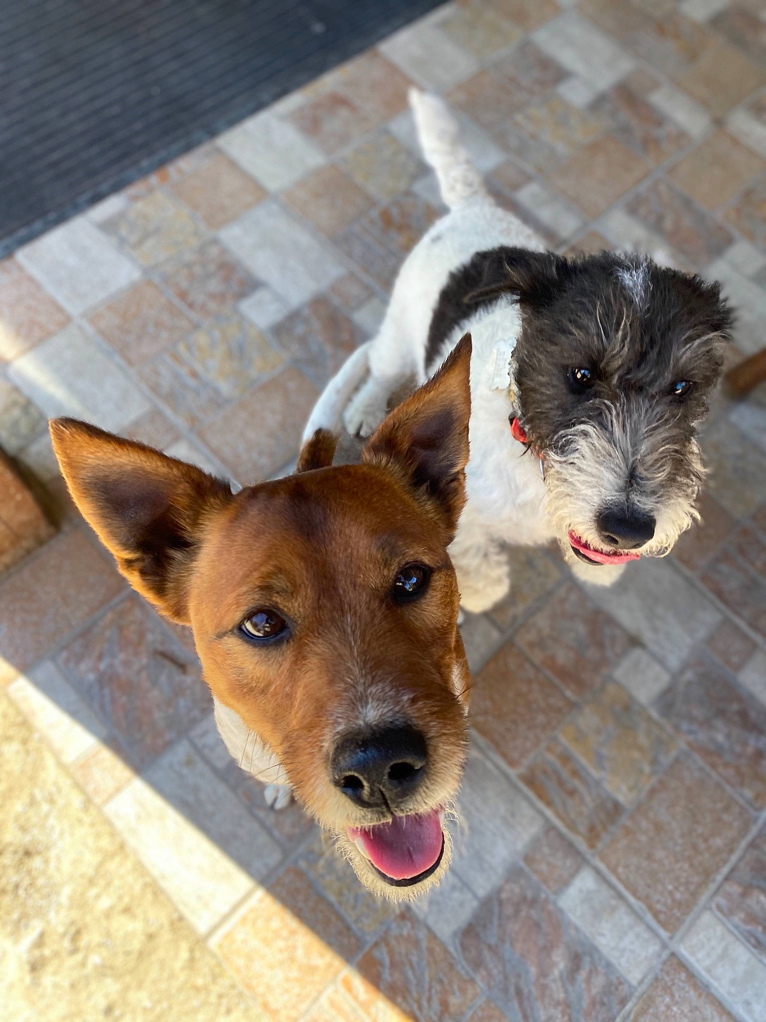 Mes Chiens a rejoint le concours — aidez-le/la à gagner de superbes lots ! canidae, carnivore, companion_dog, dog, dog_breed, ear, fox_terrier, mammal, rare_breed_dog, snout, terrier, vertebrate