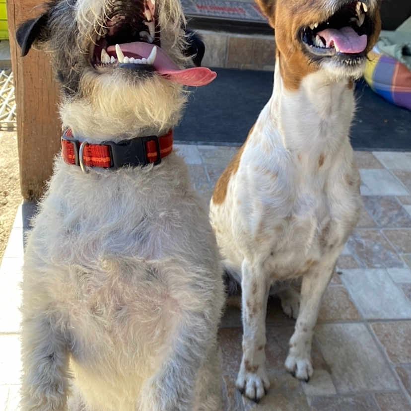 Mes Chiens