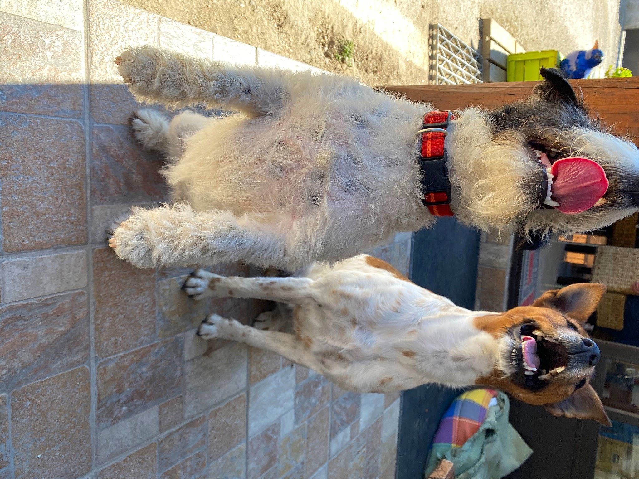 Mes Chiens participe au concours pour gagner de l'argent avec cette photo : canidae, carnivore, dog, dog_breed, fawn, fur, snout, sporting_group, tail