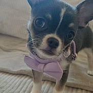Mochi participe au concours pour gagner de l'argent avec cette photo : adorable, animal, blanket, bow_tie, companion, curious, cute, dog, domestic_animal, ears, face, fur, indoors, mammal, pet, portrait, puppy, small_dog, standing, young
