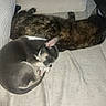 dog, cat, sleeping, couch, pet, animal, cozy, resting, fur, indoors, companion, cute, small_dog, tabby_cat, nap, relaxation, domestic, friendship, home, quiet