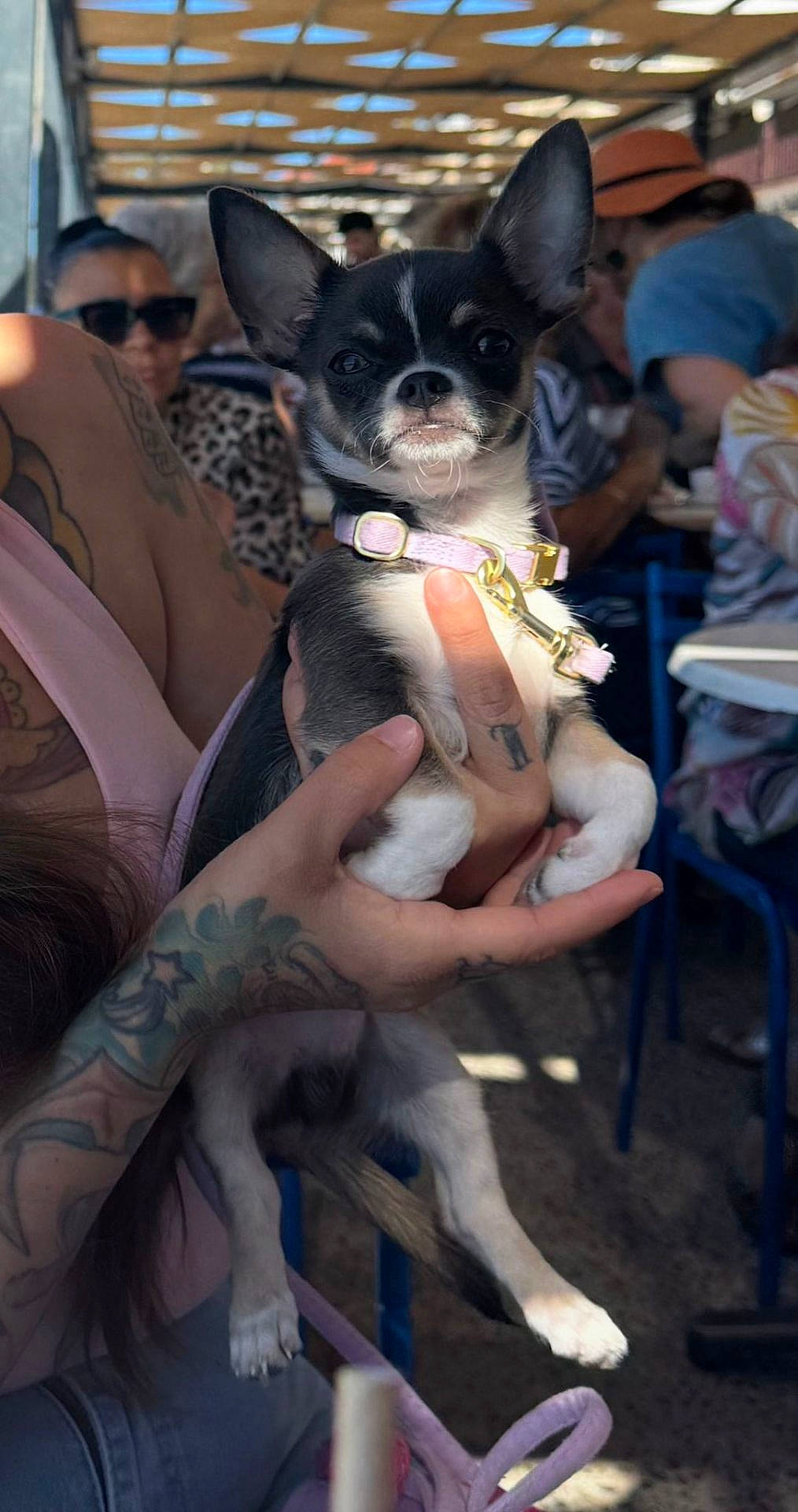 animal, cafe, casual, chair, chihuahua, collar, dog, hand, indoor, light, people, person, pet, portrait, puppy, seated, shadow, sunglasses, table, tattoo