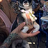 dog, chihuahua, puppy, tattoo, person, hand, collar, cafe, table, chair, people, indoor, casual, seated, sunglasses, light, shadow, portrait, pet, animal