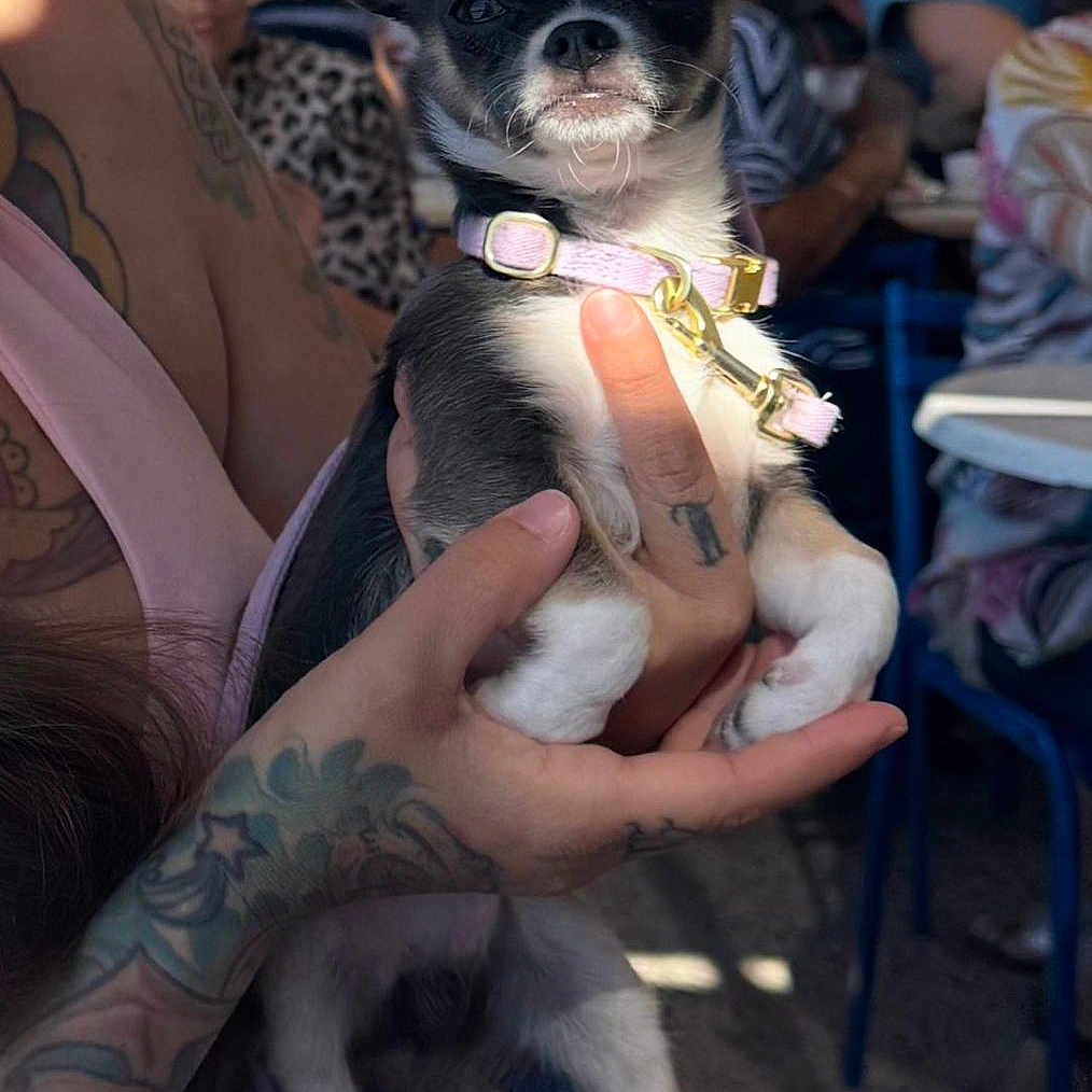 Mochi