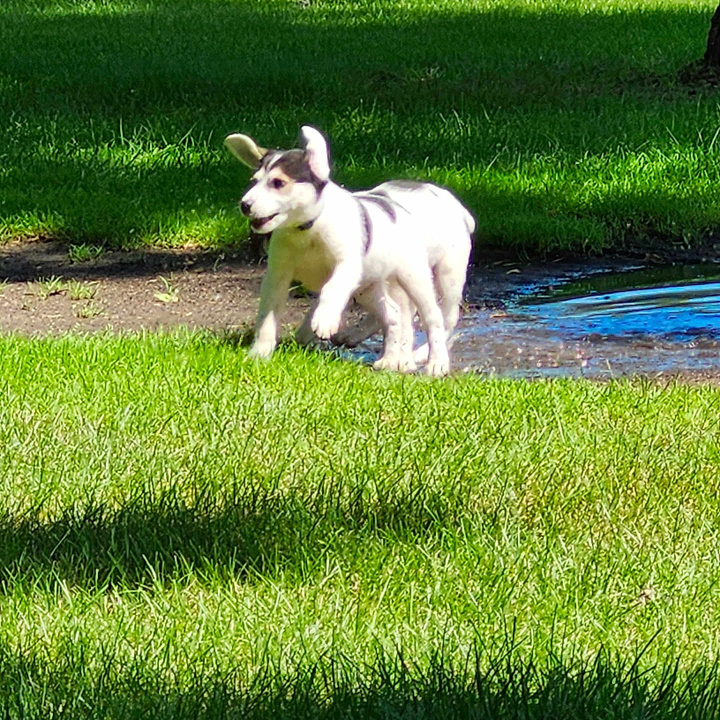 Gem And Missy joined the competition — help win amazing prizes! animal, canine, dog, eskimodog, field, grass, grassland, green, husky, lawn, nature, outdoors, park, pet, plant, pond, puppy, summer, tree, water