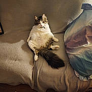 Snuggles joined the competition — help win amazing prizes! animal, blanket, cat, collar, couch, cozy, cute, domestic, fluffy, fur, furniture, home, indoor, lazy, pet, relaxed, resting, sitting, tail, wooden_floor