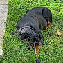 Lucifer is registered to the contest to win money with this photo: animal, black, canine, closeup, collar, daytime, dog, grass, greenery, laying_down, leash, nature, outdoor, pet, quiet, resting, rottweiler, sidewalk, summer, tan