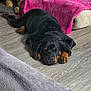 Lucifer joined the competition — help win amazing prizes! animal, bed, black_dog, blanket, brown_paws, cozy, dog, floor, home, indoor, napping, pet, pink_blanket, plush_toy, puppy, relaxed, rottweiler, sleeping, toy, wooden_floor