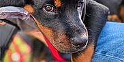 Lucifer is registered to the contest to win money with this photo: animal, black_and_tan, blurred_background, canine, close_up, cute, dog, ears, fur, grass, jeans, outdoor, paw, person, pet, puppy, resting, rottweiler, snout, young