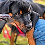 animal, black_and_tan, blurred_background, canine, close_up, cute, dog, ears, fur, grass, jeans, outdoor, paw, person, pet, puppy, resting, rottweiler, snout, young