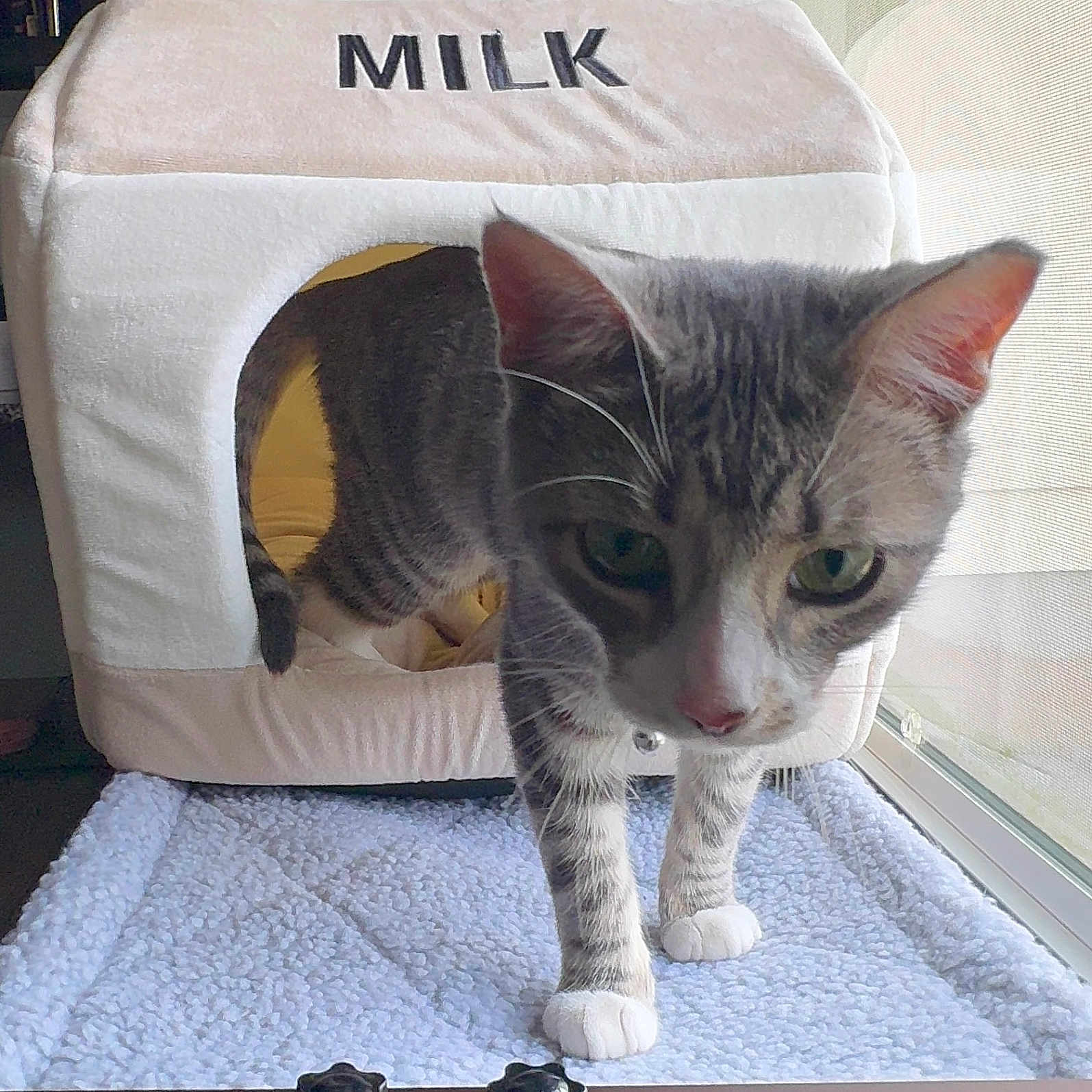 Princess Stella joined the competition — help win amazing prizes! animal, cat, cat_house, close_up, cozy, curious, cute, domestic, feline, furniture, home, indoor, light, paws, pet, plush, soft, tabby_cat, whiskers, window