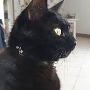 Glue participe au concours pour gagner de l'argent avec cette photo : cat, black_cat, indoor, pet, animal, fur, whiskers, collar, yellow_eyes, side_profile, domestic_cat, tile_floor, furniture, home, curiosity, close_up, mammal, cute, alert, portrait