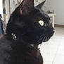 cat, black_cat, indoor, pet, animal, fur, whiskers, collar, yellow_eyes, side_profile, domestic_cat, tile_floor, furniture, home, curiosity, close_up, mammal, cute, alert, portrait