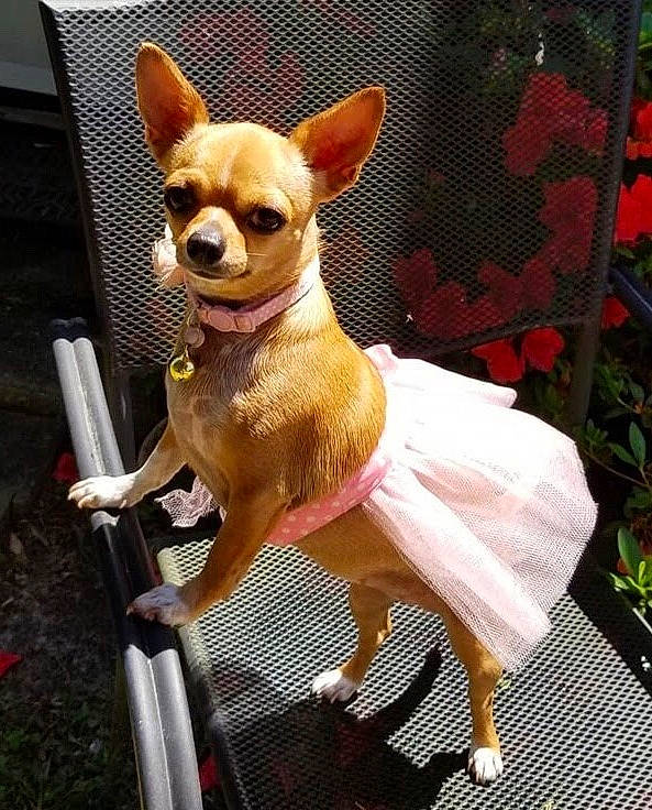 Emma Bella is registered to the contest to win money with this photo: canidae, carnivore, chihuahua, collar, companion_dog, dog, dog_breed, dog_collar, dog_supply, eyewear, fawn, pet_supply, pink, plant, snout, sporting_group, tail, toy_dog, whiskers, working_animal