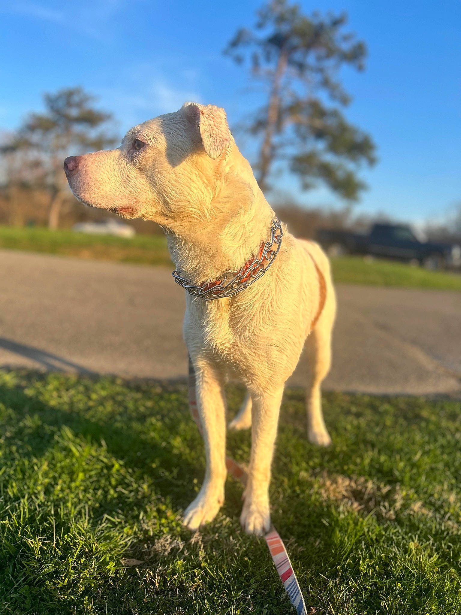 Diesel is registered to the contest to win money with this photo: carnivore, collar, companion_dog, dog, dog_breed, dog_collar, fawn, grass, grassland, landscape, plant, shadow, sky, snout, soil, sporting_group, tail, terrestrial_animal, tree, working_animal